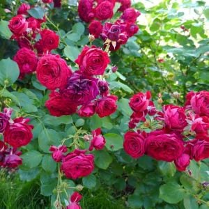 Rotkappchen kokulu gül fidanı aşılı 4+ yaş