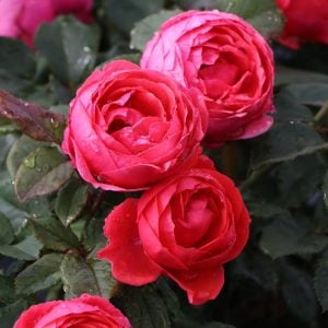 Gartenprinzessin Marie-Jose yoğun kokulu gül fidanı aşılı 3+ yaş