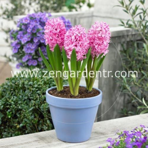 Sümbül soğanı fondant açık pembe çiçekli kokulu