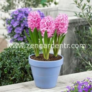 Sümbül soğanı fondant açık pembe çiçekli kokulu