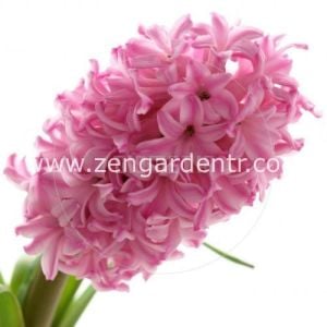 Sümbül soğanı fondant açık pembe çiçekli kokulu