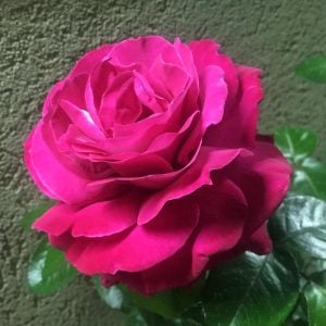 Pembe yoğun kokulu yerli Türk gül fidanı aşılı 3+ yaş