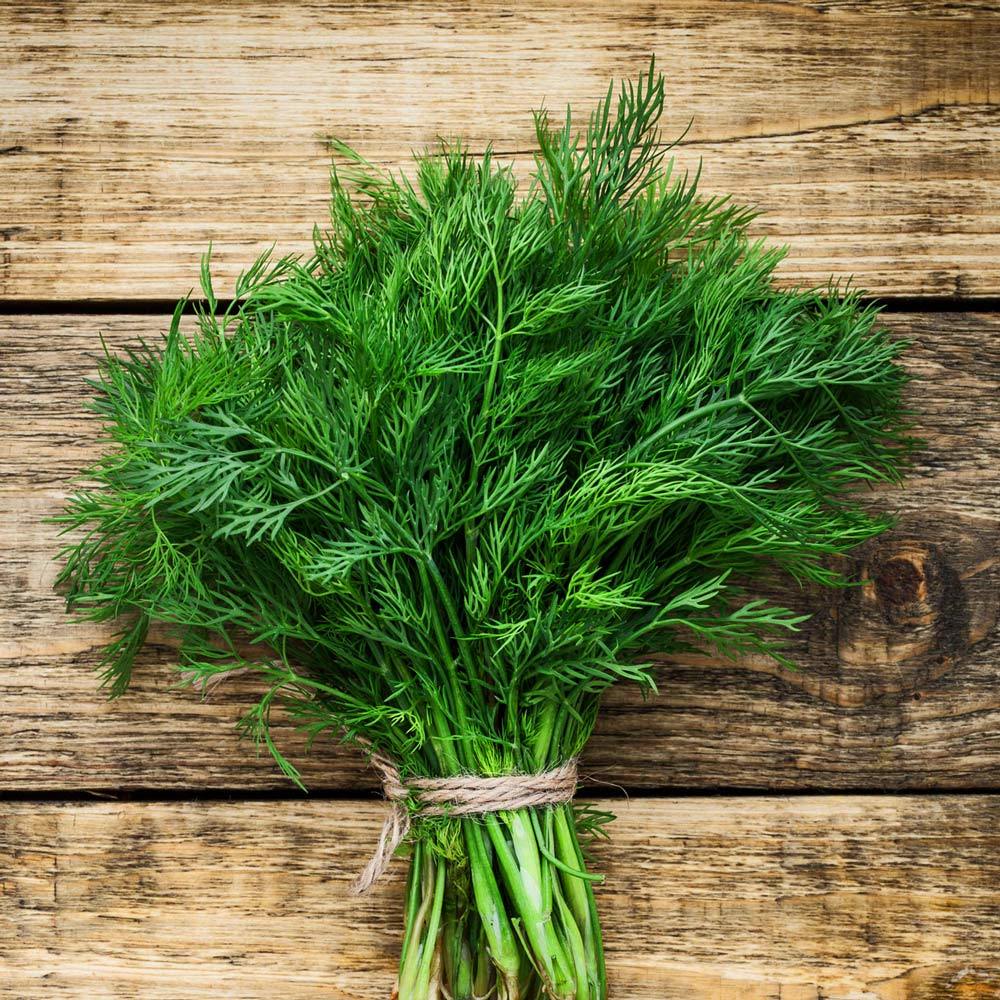 Demetlik dereotu tohumu Atalık tohum bouquet dill