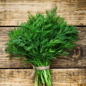 Demetlik dereotu tohumu Atalık tohum bouquet dill