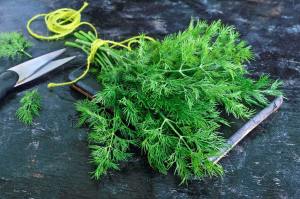 Demetlik dereotu tohumu Atalık tohum bouquet dill