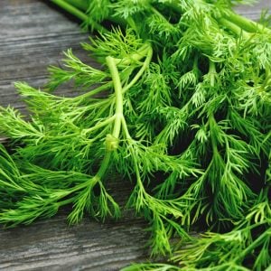 Demetlik dereotu tohumu Atalık tohum bouquet dill