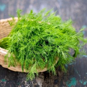 Demetlik dereotu tohumu Atalık tohum bouquet dill