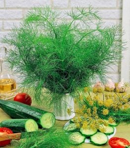 Demetlik dereotu tohumu Atalık tohum bouquet dill