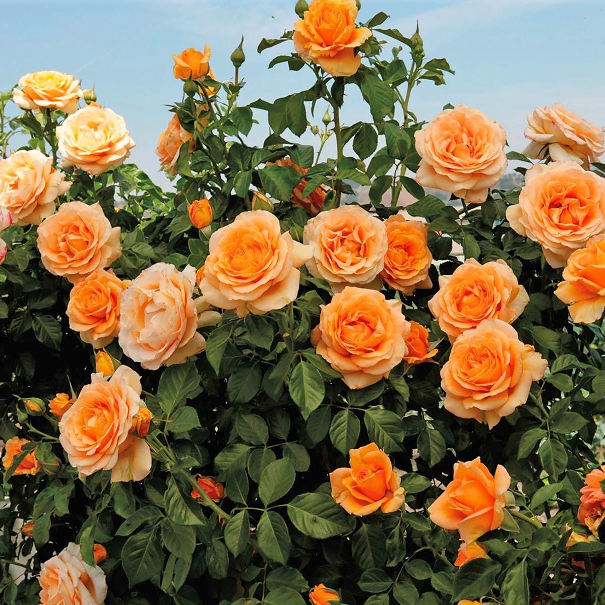 Saffron Kordes sarmaşık gül fidanı aşılı 4+ yaş