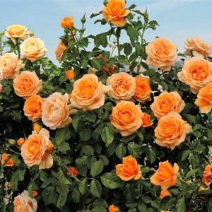 Saffron Kordes sarmaşık gül fidanı aşılı 4+ yaş