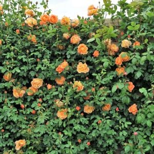 Saffron Kordes sarmaşık gül fidanı aşılı 4+ yaş