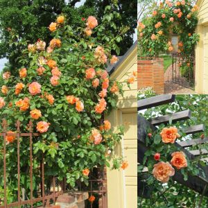 Saffron Kordes sarmaşık gül fidanı aşılı 4+ yaş