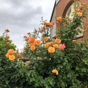 Saffron Kordes sarmaşık gül fidanı aşılı 4+ yaş