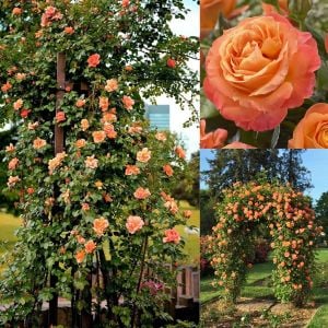 Saffron Kordes sarmaşık gül fidanı aşılı 4+ yaş