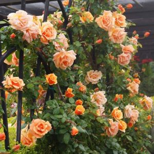 Saffron Kordes sarmaşık gül fidanı aşılı 4+ yaş