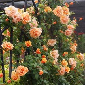 Saffron Kordes sarmaşık gül fidanı aşılı 4+ yaş