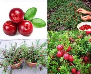 Kırmızı mersin cranberry fidanı ithal vaccinium macrocarpon