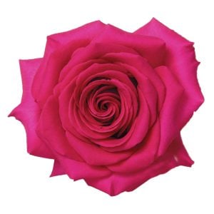 Pembe yoğun kokulu yerli Türk gül fidanı aşılı 3+ yaş