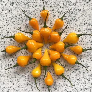 Sarı Biquinho biber tohumu