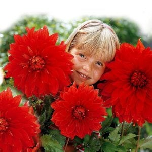 XXL Uchuu dahlia soğanı yıldız çiçeği çiçek çapı 25 cm