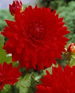 XXL Uchuu dahlia soğanı yıldız çiçeği çiçek çapı 25 cm