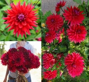 XXL Uchuu dahlia soğanı yıldız çiçeği çiçek çapı 25 cm