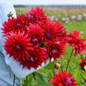 XXL Uchuu dahlia soğanı yıldız çiçeği çiçek çapı 25 cm