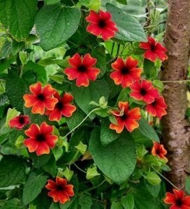 Karagözlü suzan sarmaşığı fidesi thunbergia alata brownie