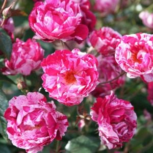 Fleurette Kordes sarmaşık gül fidanı aşılı 3+ yaş