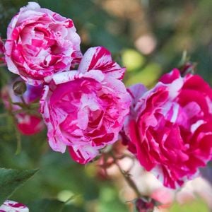 Fleurette Kordes sarmaşık gül fidanı aşılı 3+ yaş