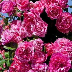 Fleurette Kordes sarmaşık gül fidanı aşılı 3+ yaş