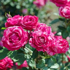 Fleurette Kordes sarmaşık gül fidanı aşılı 3+ yaş