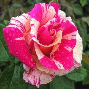 Fleurette Kordes sarmaşık gül fidanı aşılı 3+ yaş