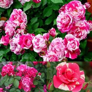 Fleurette Kordes sarmaşık gül fidanı aşılı 3+ yaş