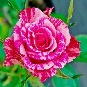 Fleurette Kordes sarmaşık gül fidanı aşılı 3+ yaş
