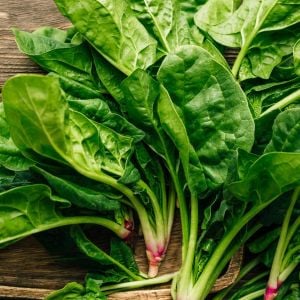 Geniş yapraklı kışlık ıspanak tohumu Atalık spinacia oleracea