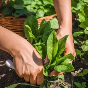 Geniş yapraklı kışlık ıspanak tohumu Atalık spinacia oleracea