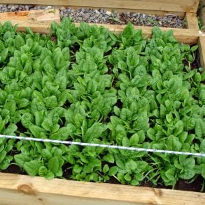 Geniş yapraklı kışlık ıspanak tohumu Atalık spinacia oleracea