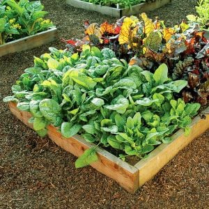 Geniş yapraklı kışlık ıspanak tohumu Atalık spinacia oleracea