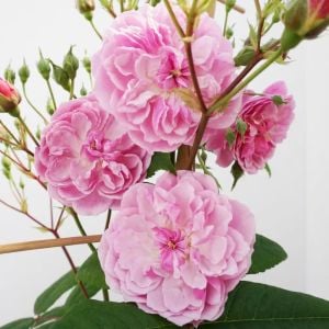 Romantik Siluetta Kordes Kokulu sarıcı gül fidanı aşılı 3+ yaş