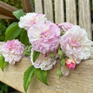 Romantik Siluetta Kordes Kokulu sarıcı gül fidanı aşılı 3+ yaş