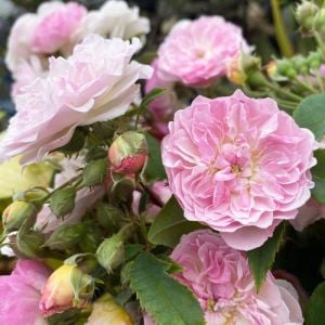 Romantik Siluetta Kordes Kokulu sarıcı gül fidanı aşılı 3+ yaş