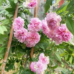 Romantik Siluetta Kordes Kokulu sarıcı gül fidanı aşılı 3+ yaş