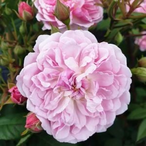 Romantik Siluetta Kordes Kokulu sarıcı gül fidanı aşılı 3+ yaş