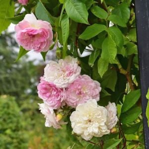 Romantik Siluetta Kordes Kokulu sarıcı gül fidanı aşılı 3+ yaş