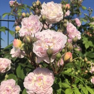 Romantik Siluetta Kordes Kokulu sarıcı gül fidanı aşılı 3+ yaş