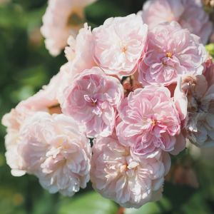 Romantik Siluetta Kordes Kokulu sarıcı gül fidanı aşılı 3+ yaş