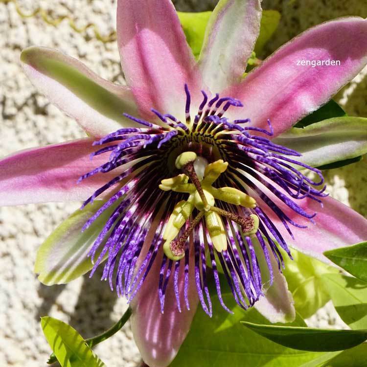 Yoğun kokulu passiflora belotii iri pembe beyaz çiçekli