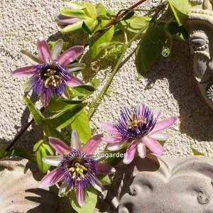 Yoğun kokulu passiflora belotii iri pembe beyaz çiçekli