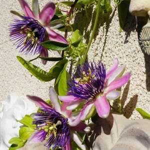 Yoğun kokulu passiflora belotii iri pembe beyaz çiçekli